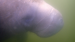 Trichechus manatus