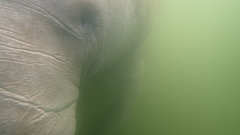 Trichechus manatus