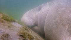 Trichechus manatus