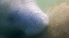 Trichechus manatus
