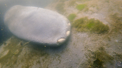 Trichechus manatus
