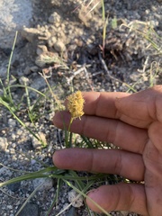 Carex douglasii