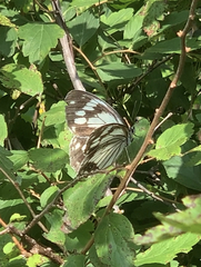 Melanargia epimede