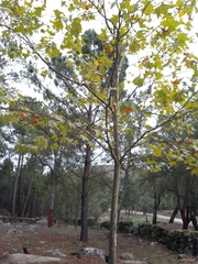 Platanus × hispanica