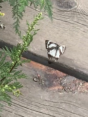 Melanargia epimede