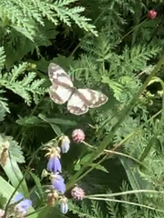 Melanargia epimede