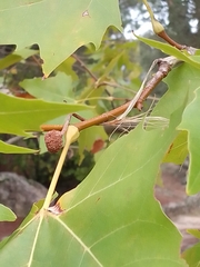 Platanus × hispanica