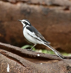 Motacilla aguimp