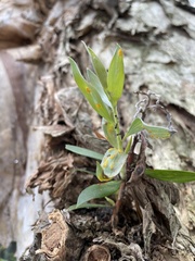 Austropuccinia psidii
