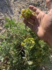 Lomatium multifidum