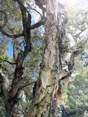 Austropuccinia psidii