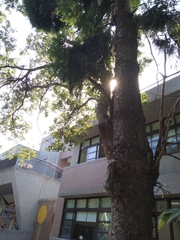 Araucariaceae