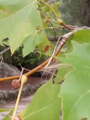 Platanus × hispanica