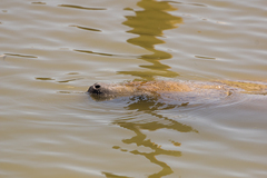 Trichechus manatus