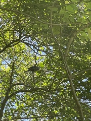 Platycercus adscitus