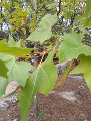 Platanus × hispanica