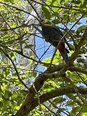 Platycercus adscitus