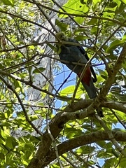 Platycercus adscitus