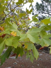 Platanus × hispanica