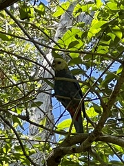 Platycercus adscitus