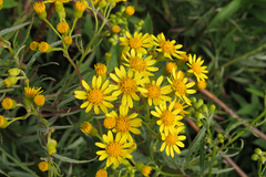 Senecio brasiliensis