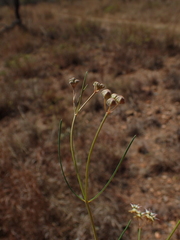 Asclepias stellifera