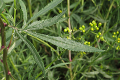 Senecio brasiliensis