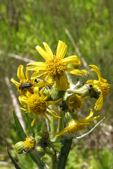 Senecio pterophorus