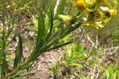 Senecio pterophorus