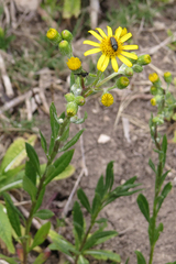 Senecio pterophorus
