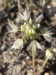 Allium bisceptrum
