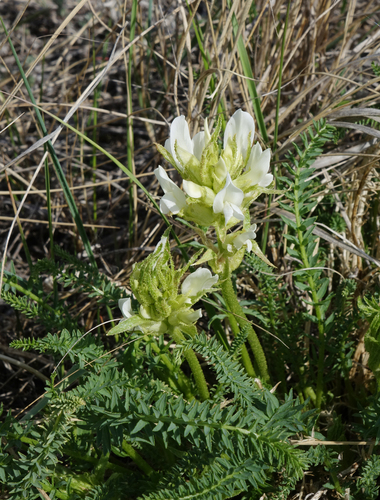 Crazyweed muricate (Oxytropis muricata)