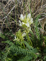 Oxytropis muricata