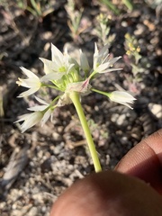 Allium bisceptrum