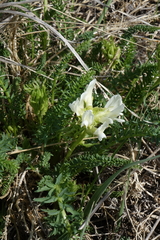 Oxytropis muricata
