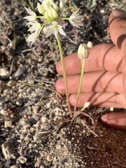 Allium bisceptrum