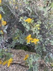 Senna