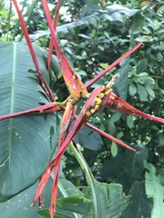 Heliconia latispatha image