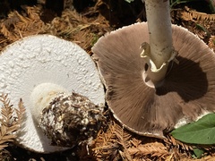 Agaricus deardorffensis
