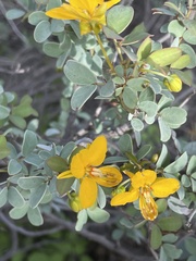 Senna