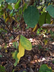 Dirca occidentalis