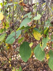 Dirca occidentalis