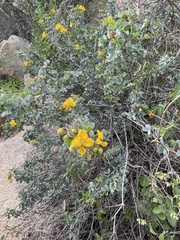 Senna