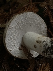 Agaricus deardorffensis