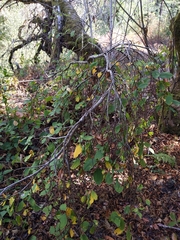 Dirca occidentalis