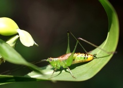 Conocephalus ochrotelus