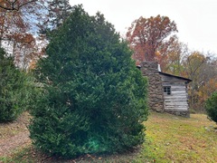 Buxus sempervirens