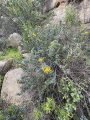Senna