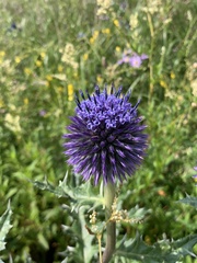 Echinops davuricus