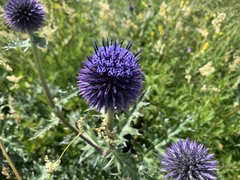 Echinops davuricus